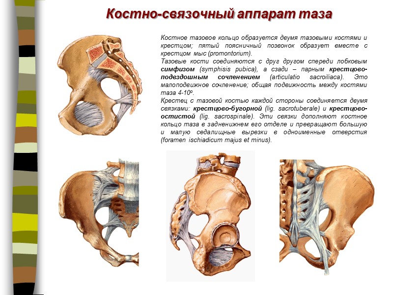 Костно-связочный аппарат таза Костное тазовое кольцо образуется двумя тазовыми костями и крестцом; пятый поясничный